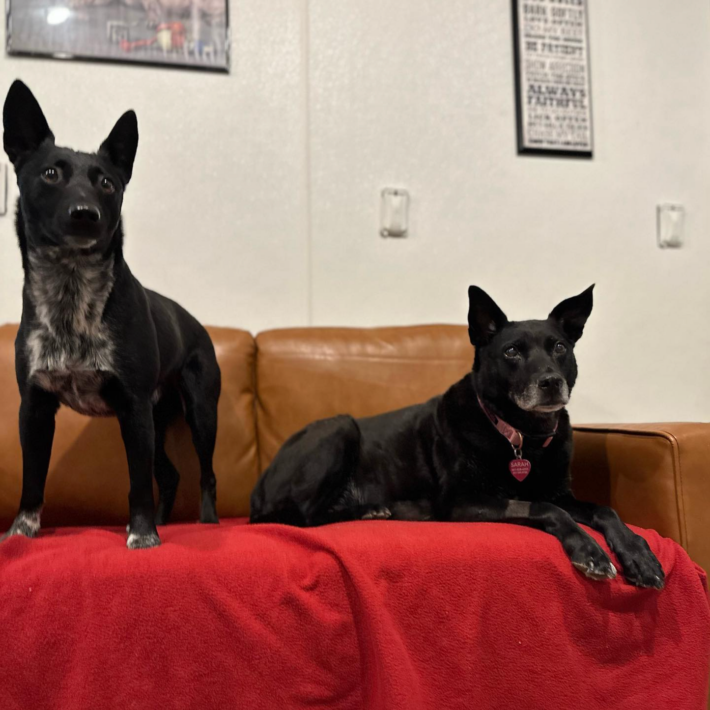 Overnight Boarding for 2 Dogs