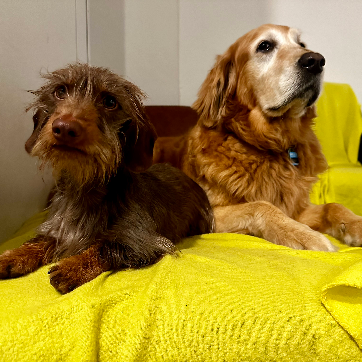 Overnight Boarding for 2 Dogs