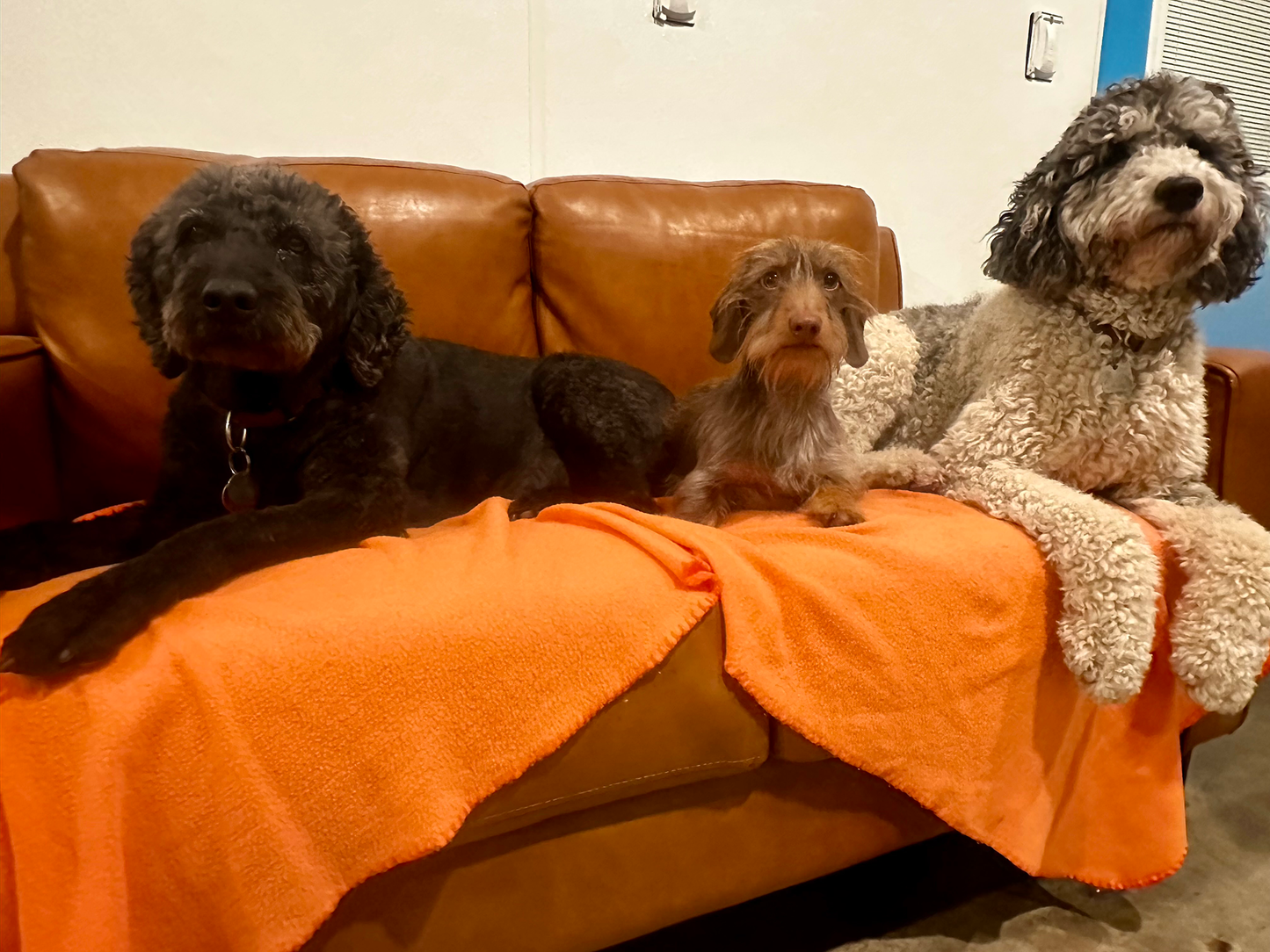 Overnight Boarding for 3 Dogs