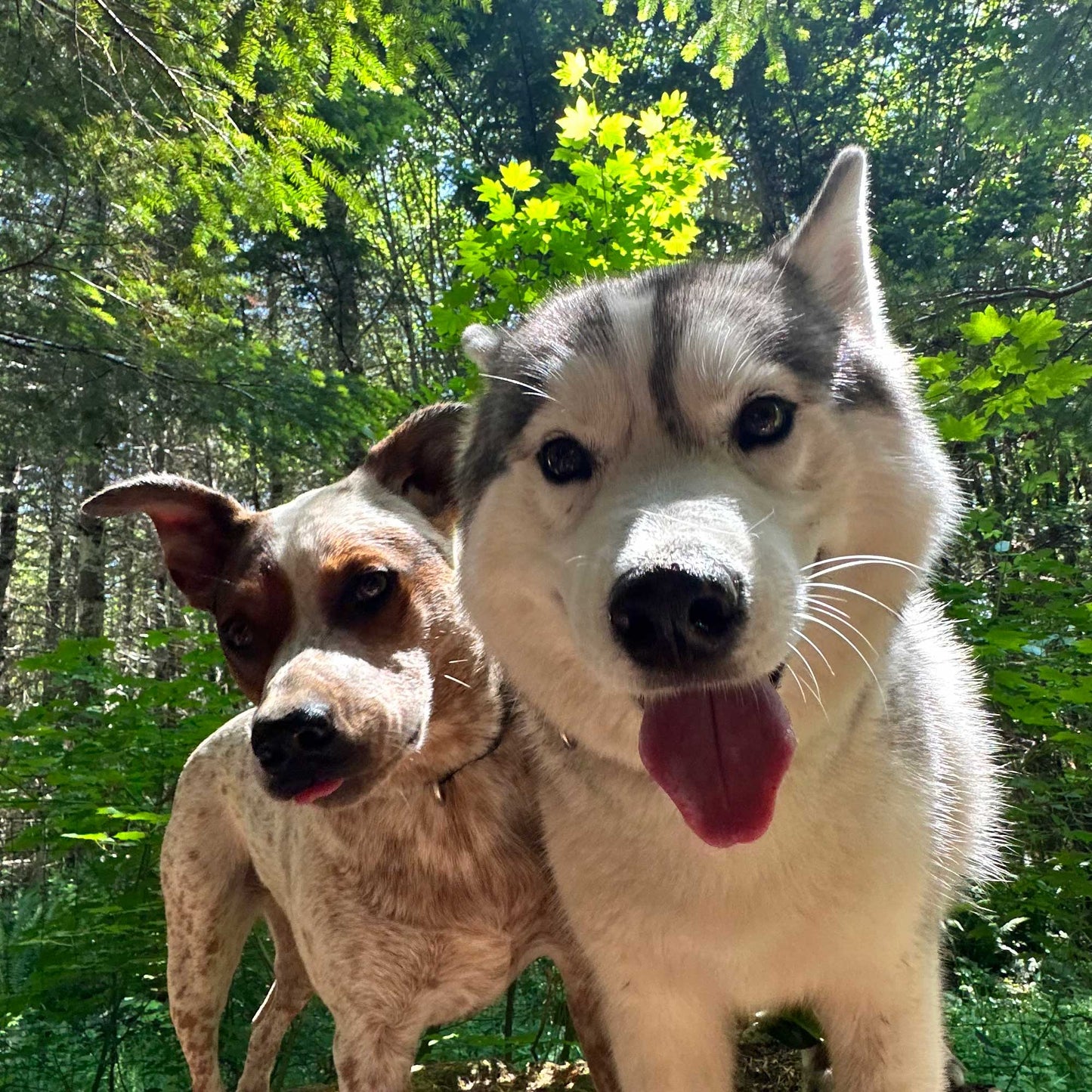 Day Camp for 2 Dogs