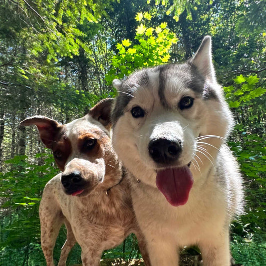 Day Camp for 2 Dogs