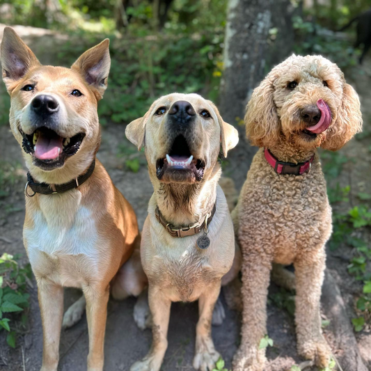 Day Camp for 3 Dogs