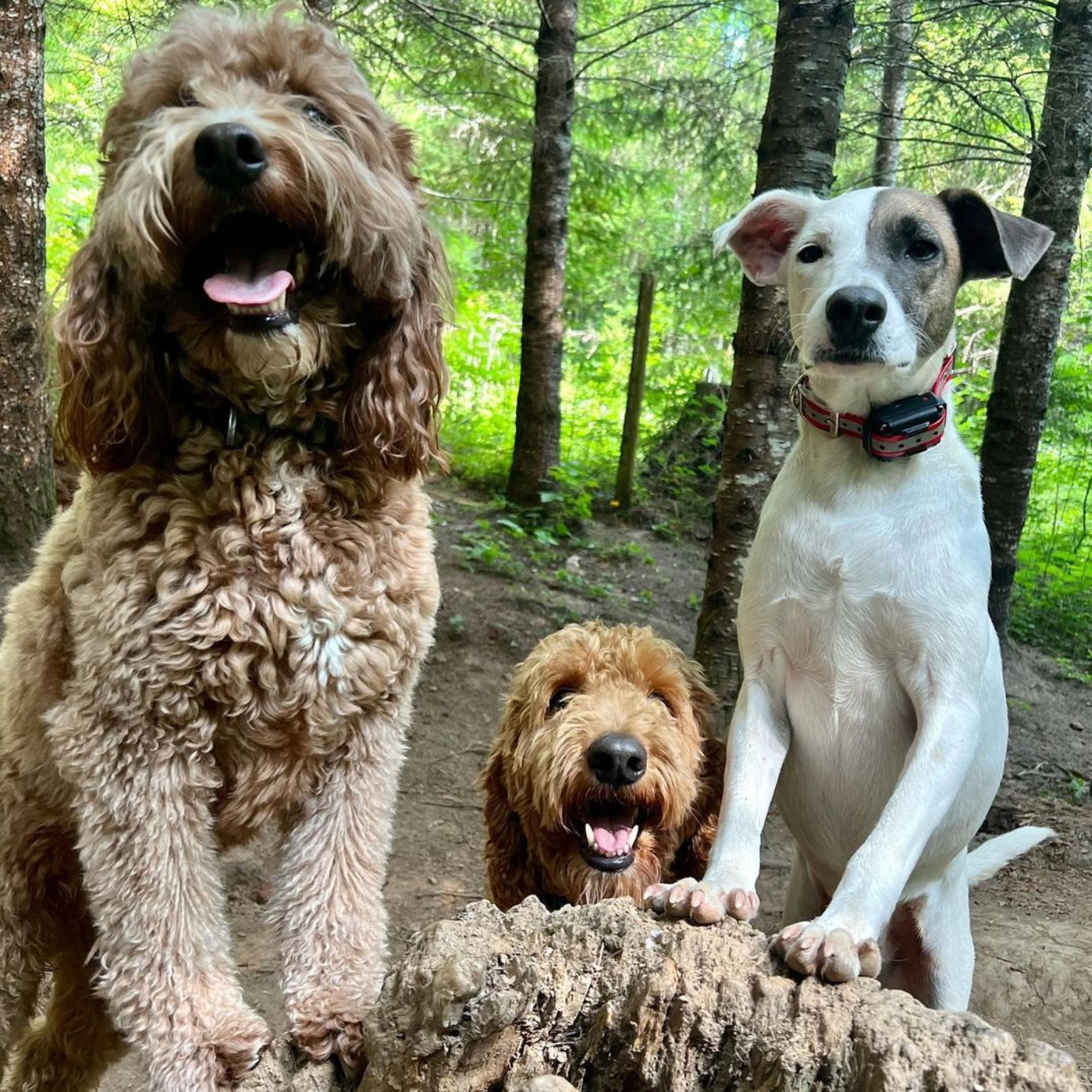 Day Camp for 3 Dogs