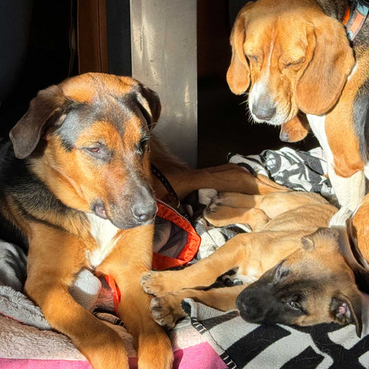 Overnight Boarding for 3 Dogs