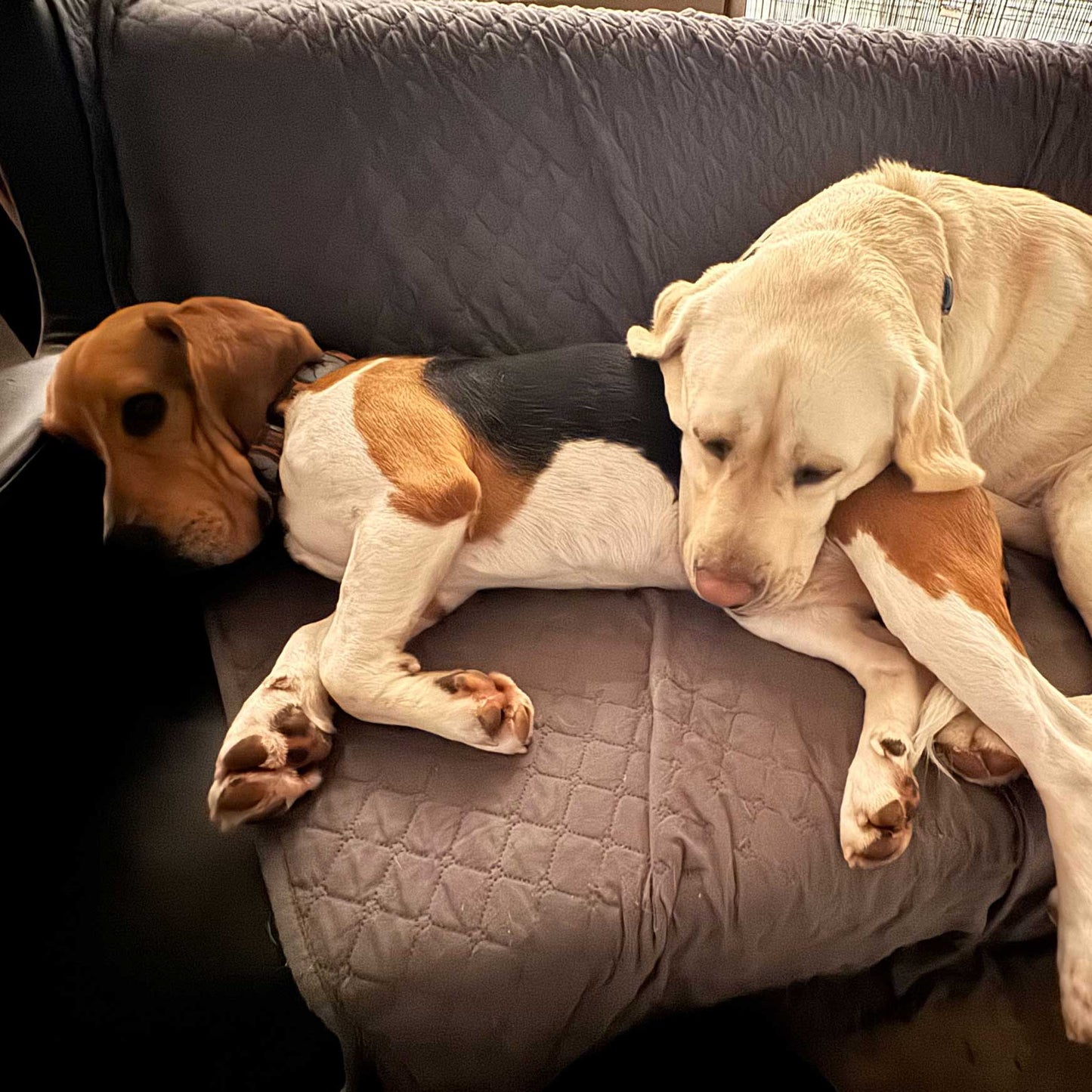 Overnight Boarding for 2 Dogs