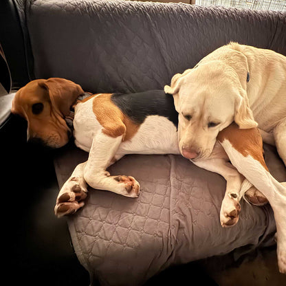 Overnight Boarding for 2 Dogs