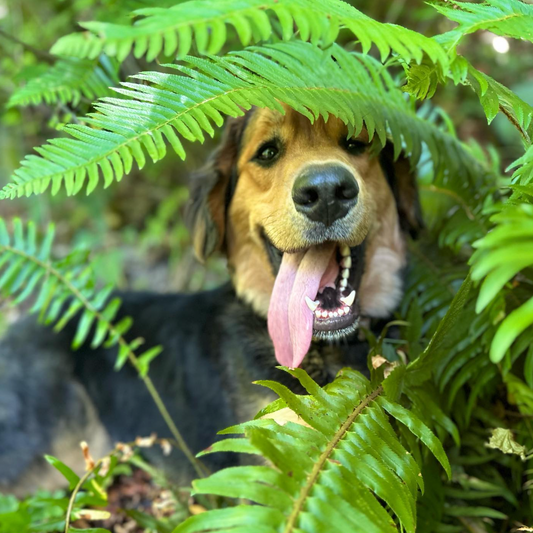 Day Camp for 1 Dog