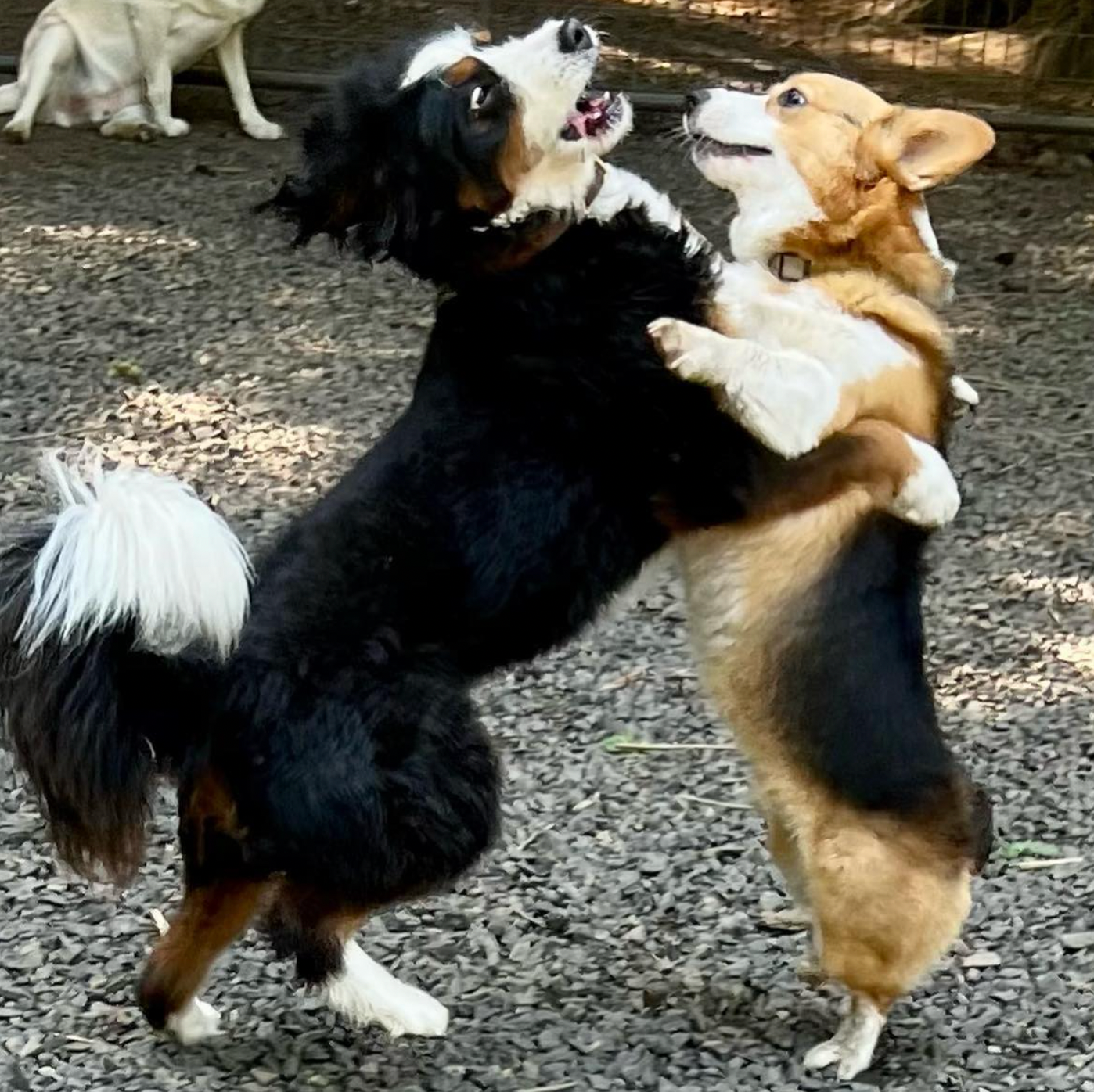 Day Camp for 2 Dogs